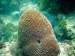 coral-scuba-9iy.jpg