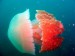 jellyfish-ol3.jpg