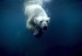 underwater-polar-bear_2925.jpg
