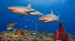 005-Bahamas-Reef-Sharks-052008.jpg